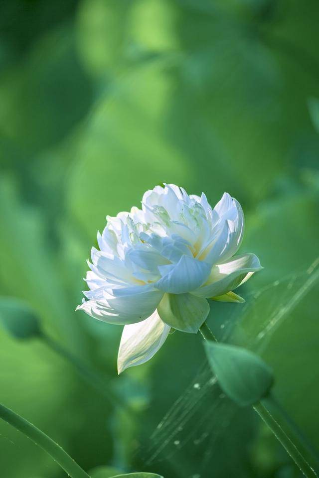 荷韻蔬香，雨中尋幽 花卉攝影與蔬菜美學(xué)的清涼對話