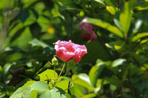 花卉攝影 捕捉自然之美的藝術與技巧